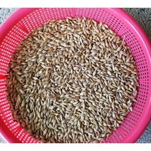 분당밀싹농장 보리씨앗5kg 보리밭 보리새싹, 5kg, 1개