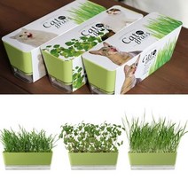편리한 고양이식물 캣잎 키우기 DIY키트 반려식물 hb151ea, 본상품선택, 귀리