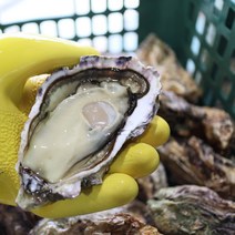 <산지직송> 세척 석화+홍가리비 세트 / 완벽세척 / 제철석화 / 쿠팡도착일과 다름/ 상세페이지참고 / 통영 성우수산, 세트) 석화5kg+홍가리비5kg” class=”wr-img”></a></div></p></div></p></div></p></div><div class=