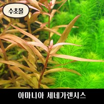 [수초몰] 아마니아 세네가렌시스, (초특가) 5촉