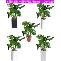 없음 [반값화분] MAIN-대형몬스테라110 직접배송 축하화분 개업화분 거실화분 카페화분 인테리어화분 아레카야자 극락조 알로카시아 파키라 고무나무, 기본상품(막분+접시받침)