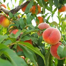 복숭아나무 묘목 접목1년생 올유명 유명 마도카 몽부사 대옥계 중생황도 엘바트 천도(신비), 황도-엘바트