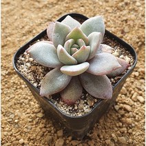 [다육]독일샴페인