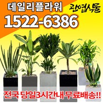 개업축하화분배달 개업식 실내화초 금전수 돈나무 산세베리아 행운목 해피트리 크로톤 스투키 뱅갈고무나무 극락조 알로카시아 개업선물 집들이 거실화분, (선택57)소철