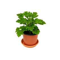미스터허브 실내공기정화식물 허브 공기청정 미세먼지 제거 인테리어 화분, 5000개, 03_오렌지제라늄