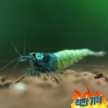 청룡 터키옥(5마리) 비쉬림프 애완 관상용 새우 키우기