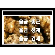 울금종근 9k 울금모종 울금씨앗재배