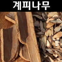 육계나무/계피(시나몬) 묘목 실생2년 포트1개/특용수/약용수