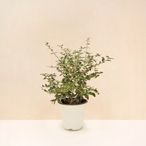 마이플랜트 [마이플랜트]올리브나무 공기정화식물 중형 식물키우기 모종, 선택완료, 올리브나무
