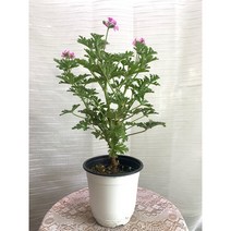 목대 구문초 중품 로즈제라늄 35~55cm 69, 1개