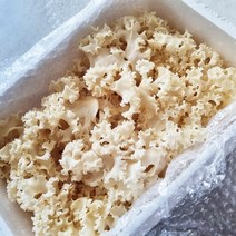 GAP인증 친환경 자연으로만든 꽃송이버섯 500g, 1개