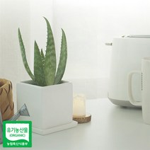 유기농 생알로에 사포나리아 모종 3개 미세먼지 공기정화, 단품