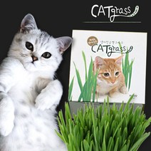 꿈쟁이 캣그라스씨앗(70g) 캣그라스, 화분(씨앗/부직포/화분 세트), 투명네모(밀)