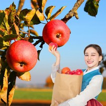 욜케이유 부사 꿀 사과 맛있는 정품 못난이 주스용 가정용 흠집 경북 충주 거창, 가정용 중소과 39-43과 10kg