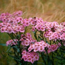 톱풀 야로우 모종 (포트 4개세트) 하얀색이나 붉은색 꽃이피고 노지월동 오케이 여러해살이 GP68