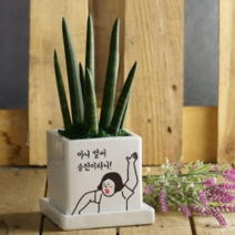 개업축하화분 오픈축하 개별메세지 고기집 카페 미용실 네일샵 옷가게 식당 사무실 학원 병원선물, 2.상상못한화분, 스투키