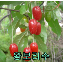 왕보리수 나무 삽목2년생 1그루 묘목 꽃나무 과일나무 유실수 과실수