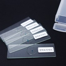 양파 표피세포 프레파라트(5개)-STS