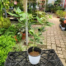 30~50cm 찐 레몬나무 중품 149