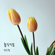 [필랑말랑] 튤립 망고참 망고튤립 생화 1단 꽃농장직배송 태안꽃농장 화훼농가돕기 농장직송꽃, 튤립: 망고