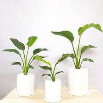 극락조(여인초) 사진그대로갑니다 ﻿﻿, 특대원형