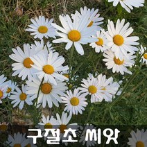 [해피플라워] 구절초 씨앗 1g / 봄 가을 파종 들국화 꽃씨