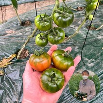 [팜컨] 부산 프리미엄 짭잘이 대저토마토2.5kg 중과/2박스총 5kg, 없음