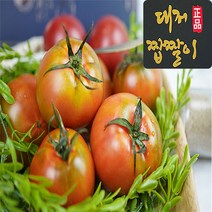 [최상등급] 부산 대저 짭짤이 토마토 정품 2.5kg, 1박스, 짭짤이토마토2.5kg 대과 (주스용) (1번~2번)