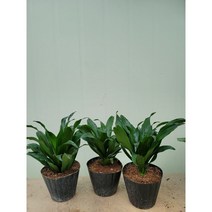 부자농원 콤펙타 소품30, 1개