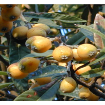 (성실D)비파나무 실생2년(포트) 3그루