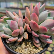 [신비다육] 입전 / 다육 / 다육식물