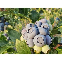 착한가격 광일농원 블루베리 결실주 묘목 2주 과수 유실수 과일나무 재배하기, 3년7치화분