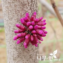 [나무인] 박태기나무 개화주 2그루, 2개