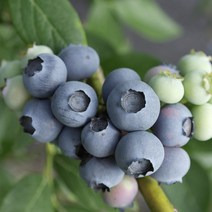 무농약 햇 블루베리 생과 급냉 1kg 2023년산, 블루베리 급냉 최상품 1kg, 1개