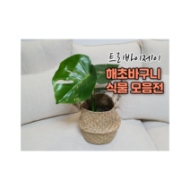 트리바이제이 해초바구니 몬스테라 금전수 아비스 스파티필름 실내공기정화식물, 몬스테라+해초바구니
