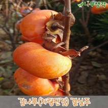 착한가격 나무생각 / 감나무 / 차량단감 / R4 / 결실주