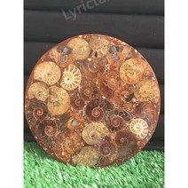 암모나이트 삼엽충 과학 화석교구 고대 수석