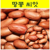 땅콩씨앗 (종자용) 100ml wj74