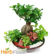 공기정화식물 대박나무 행운목 금전수 스투키 고무나무 개업화분 전국당일꽃배달, A-29 인삼펜다