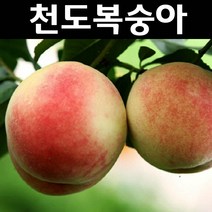 천도복숭아 (신비) 나무 묘목 접목1년 뿌리묘1개/유실수 과실수, 1개