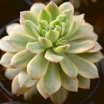 메비나금 1217-01 예쁜 다육 랜덤, 단품, 1개