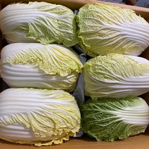 일등야채 알배기 알배추 알배기배추 1개