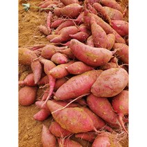 23년 햇고구마 비세척 해남고구마 꿀밤고구마 진율미 3kg5kg10kg, 꿀 고구마 한입 3kg(비세척), 1개