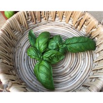 바질생잎 200g