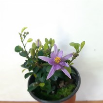 수련목(3포트한묶음)