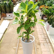 이레카야자 아레카야자 야레카야자 배송 배달 개업 화분 실내 공기 정화식물 미세먼지 동양란 서양란 승진축하 인사이동 뱅갈 고무나무 스투키 금전수 꽃집 전국 꽃배달 집들이 선물, 고급뱅갈고무나무흰분(약120센치)