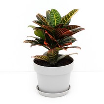 PL화분 중형 실내공기정화식물 인테리어 중형몬스테라 초특가할인, 08.크로톤