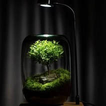 비바리움 이끼 테라리움 식물 미니 파충류 홈 꾸미기 가드닝 키트, 엄청 작은, 생명의나무유지 램프2 홀 스트레이트M