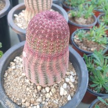 [수암다육] 자태양 랜덤발송 Echinocereus rigidissimus ssp. rubispinus 다육 다육이 다육식물