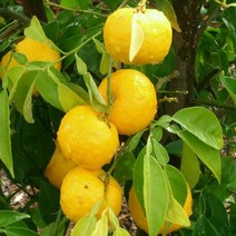 유자나무/7치화분(결실주)/묘목/dd0125, 한라봉 7치화분(결실주)